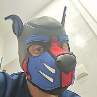 Pup_Dipsy